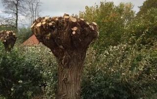 gesnoeide-boom-struiken