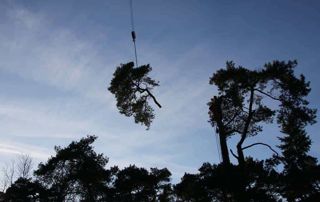 bomen-gesnoeid-lucht